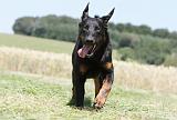 BEAUCERON 448